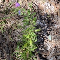 Dimorphotheca ecklonis at Jerrabomberra, NSW - 30 Aug 2022