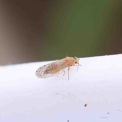 Acizzia acaciaebaileyanae (Cootamundra Wattle Psyllid) at O'Connor, ACT - 28 Aug 2022 by ConBoekel