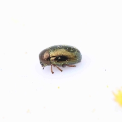 Ditropidus sp. (genus) (Leaf beetle) at O'Connor, ACT - 28 Aug 2022 by ConBoekel