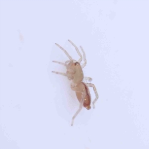 Clubionidae (family) at O'Connor, ACT - 28 Aug 2022 04:00 PM