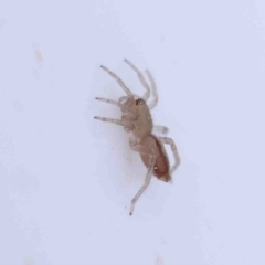 Clubionidae (family) at O'Connor, ACT - 28 Aug 2022 04:00 PM