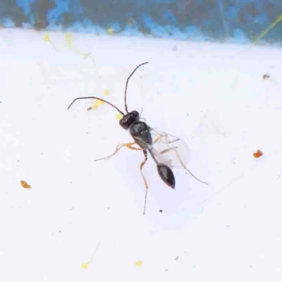 Sphecinae sp. (subfamily) (Unidentified Sand or Digger wasp) at O'Connor, ACT - 28 Aug 2022 by ConBoekel