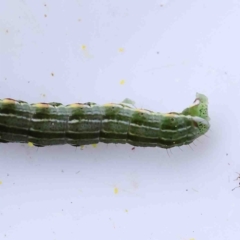 Lepidoptera unclassified IMMATURE moth at O'Connor, ACT - 28 Aug 2022