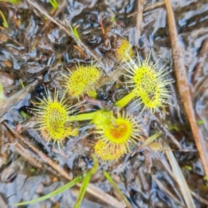 Drosera gunniana at Fadden, ACT - 30 Aug 2022 03:25 PM