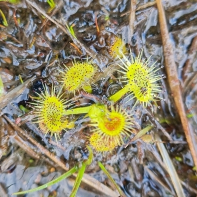 Drosera gunniana (Pale Sundew) at Wanniassa Hill - 30 Aug 2022 by Mike