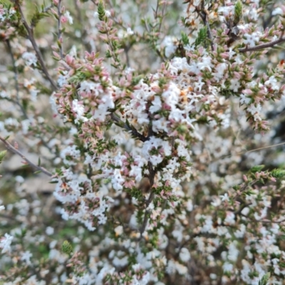 Styphelia attenuata (Small-leaved Beard Heath) at Fadden, ACT - 30 Aug 2022 by Mike