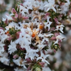 Leucopogon attenuatus at Fadden, ACT - 30 Aug 2022