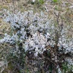 Styphelia attenuata (Small-leaved Beard Heath) at Fadden, ACT - 30 Aug 2022 by Mike