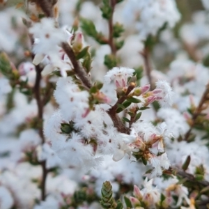 Leucopogon attenuatus at Fadden, ACT - 30 Aug 2022