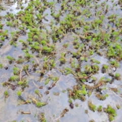 Myriophyllum sp. (Water-milfoil) at Wanniassa Hill - 30 Aug 2022 by Mike