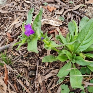 Echium plantagineum at Jerrabomberra, ACT - 30 Aug 2022 02:45 PM