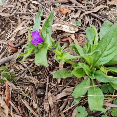 Echium plantagineum (Paterson's Curse) at Jerrabomberra, ACT - 30 Aug 2022 by Mike