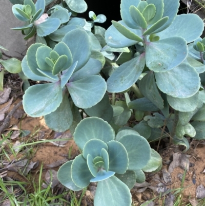 Cotyledon orbiculata (Cotyledon) at Mount Jerrabomberra QP - 30 Aug 2022 by Steve_Bok