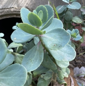 Cotyledon orbiculata at Jerrabomberra, NSW - 30 Aug 2022