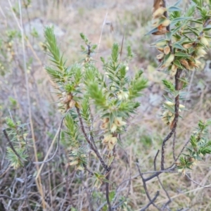 Melichrus urceolatus at Jerrabomberra, ACT - 30 Aug 2022