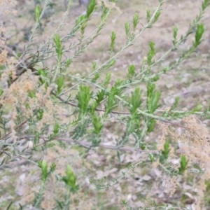 Cassinia sifton at Fadden, ACT - 30 Aug 2022