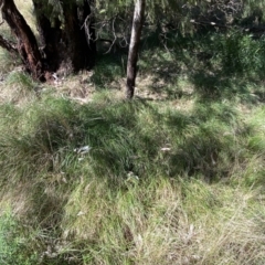 Nassella neesiana (Chilean Needlegrass) at Jerrabomberra, NSW - 30 Aug 2022 by Steve_Bok