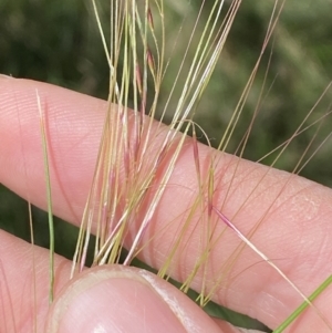 Nassella neesiana at Jerrabomberra, NSW - 30 Aug 2022