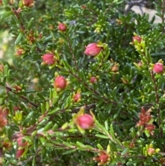 Hibbertia sp. (Guinea Flower) at Jerrabomberra, NSW - 30 Aug 2022 by Steve_Bok