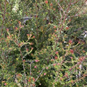 Hibbertia sp. at Jerrabomberra, NSW - 30 Aug 2022