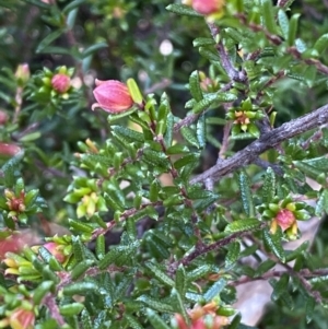 Hibbertia sp. at Jerrabomberra, NSW - 30 Aug 2022