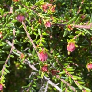 Hibbertia sp. at Jerrabomberra, NSW - 30 Aug 2022