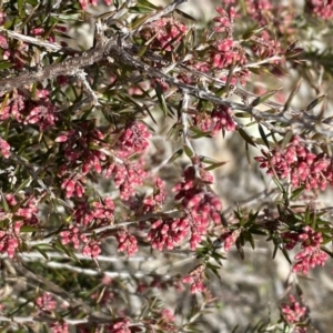 Lissanthe strigosa subsp. subulata at Jerrabomberra, NSW - 30 Aug 2022