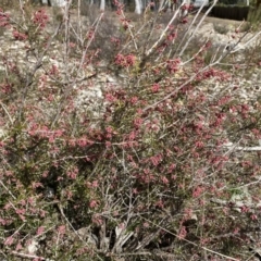 Lissanthe strigosa subsp. subulata at Jerrabomberra, NSW - 30 Aug 2022