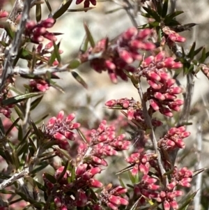 Lissanthe strigosa subsp. subulata at Jerrabomberra, NSW - 30 Aug 2022