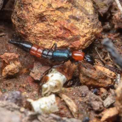 Paederus sp. (genus) (Whiplash rove beetle) at Mount Majura - 30 Aug 2022 by Boagshoags