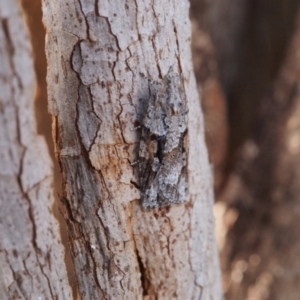 Acropolitis excelsa at Belconnen, ACT - 28 Aug 2022