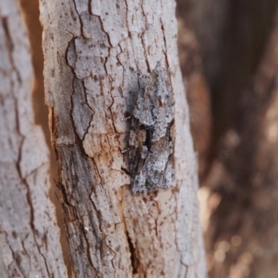 Acropolitis excelsa (A Tortricid moth) at Lake Ginninderra - 28 Aug 2022 by BarrieR