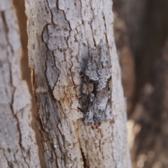 Acropolitis excelsa at Belconnen, ACT - 28 Aug 2022