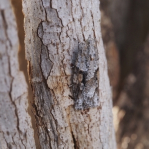 Acropolitis excelsa at Belconnen, ACT - 28 Aug 2022 10:40 PM