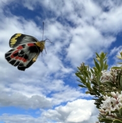 Delias harpalyce (Imperial Jezebel) at Glenaire, VIC - 27 Aug 2022 by SimoneC