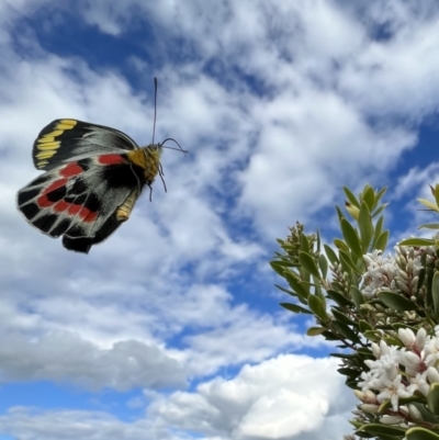 Delias harpalyce (Imperial Jezebel) at Glenaire, VIC - 27 Aug 2022 by SimoneC