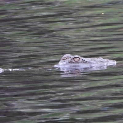 Crocodylus johnstoni (Freshwater Crocodile) at Kelso, QLD - 24 Apr 2022 by TerryS