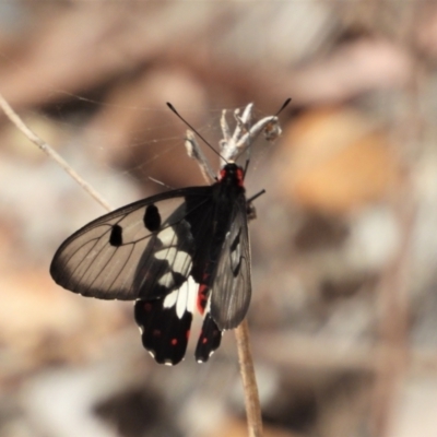 Cressida cressida (Clearwing Swallowtail) at Mount Stuart, QLD - 27 Aug 2022 by TerryS