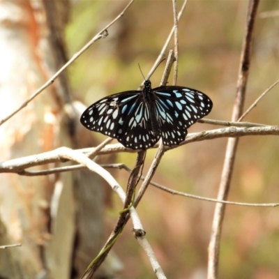 Tirumala hamata (Blue Tiger) at Kelso, QLD - 27 Aug 2022 by TerryS