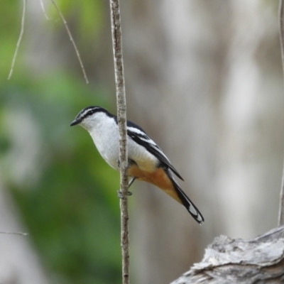 Lalage leucomela (Varied Triller) at Mount Stuart, QLD - 28 Aug 2022 by TerryS
