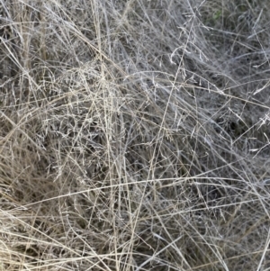 Eragrostis curvula at Jerrabomberra, NSW - 30 Aug 2022