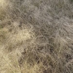 Eragrostis curvula at Jerrabomberra, NSW - 30 Aug 2022