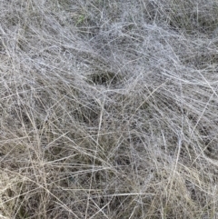 Eragrostis curvula at Jerrabomberra, NSW - 30 Aug 2022