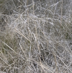 Eragrostis curvula at Jerrabomberra, NSW - 30 Aug 2022