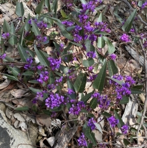 Hardenbergia violacea at Jerrabomberra, NSW - 30 Aug 2022