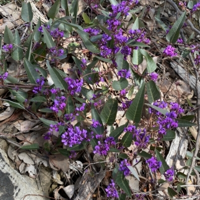 Hardenbergia violacea (False Sarsaparilla) at Jerrabomberra, NSW - 30 Aug 2022 by Steve_Bok