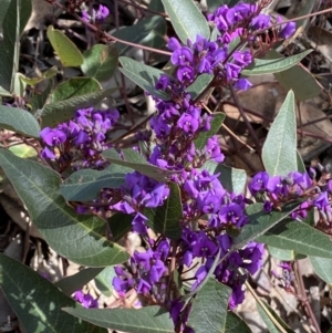 Hardenbergia violacea at Jerrabomberra, NSW - 30 Aug 2022