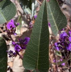 Hardenbergia violacea at Jerrabomberra, NSW - 30 Aug 2022