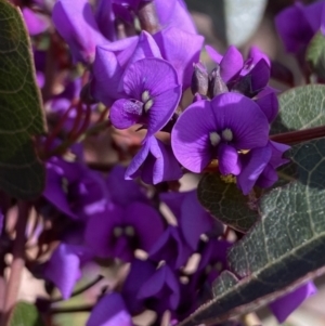 Hardenbergia violacea at Jerrabomberra, NSW - 30 Aug 2022