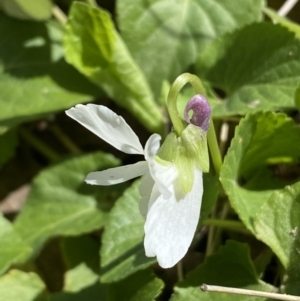 Viola odorata at Jerrabomberra, NSW - 30 Aug 2022